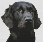 (image for) Black Flat Coated Retriever
